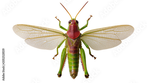 Bild auf Leinwand Green grasshopper with red thorax and spread wings