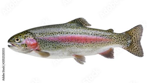 Foto Rainbow trout fish with pink stripe and black spots