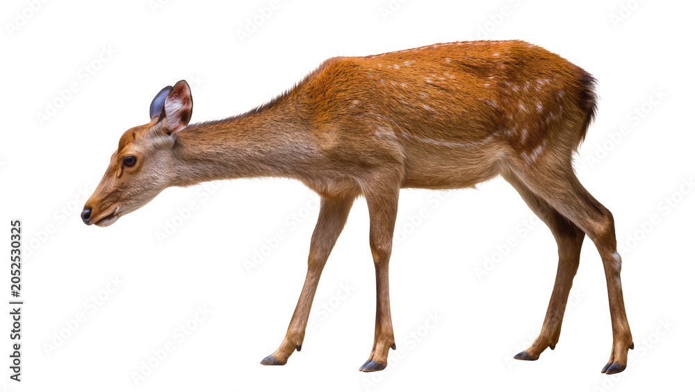 Obraz premium Spotted deer fawn standing profile view