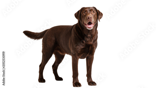 Fotografija Chocolate Labrador Retriever dog standing with mouth open