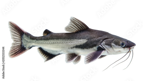 фотографія Dark grey catfish with white stripes and long barbels