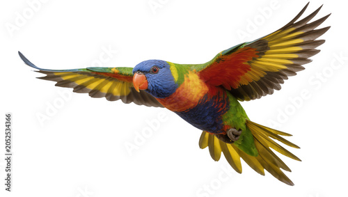 Photos Rainbow Lorikeet parrot flying with spread wings