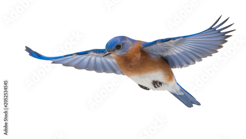 Tableau sur toile Eastern Bluebird in flight wings spread, blue and orange plumage