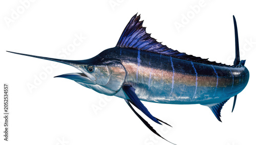Foto Blue Marlin Fish with Long Bill and Dorsal Fin