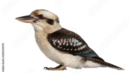 Photography Kookaburra bird with brown and white feathers dark eyes, and black beak