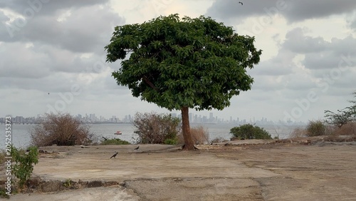 tree in the Island, Madh Mumbai