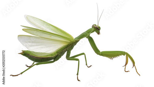 Foto Green praying mantis with wings spread showing delicate veins