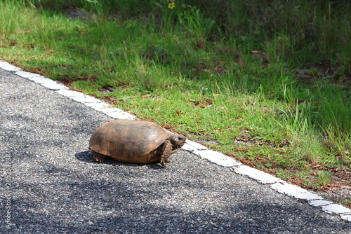 Foto turtle on the road - SLOW DOWN Gopher Tortoise