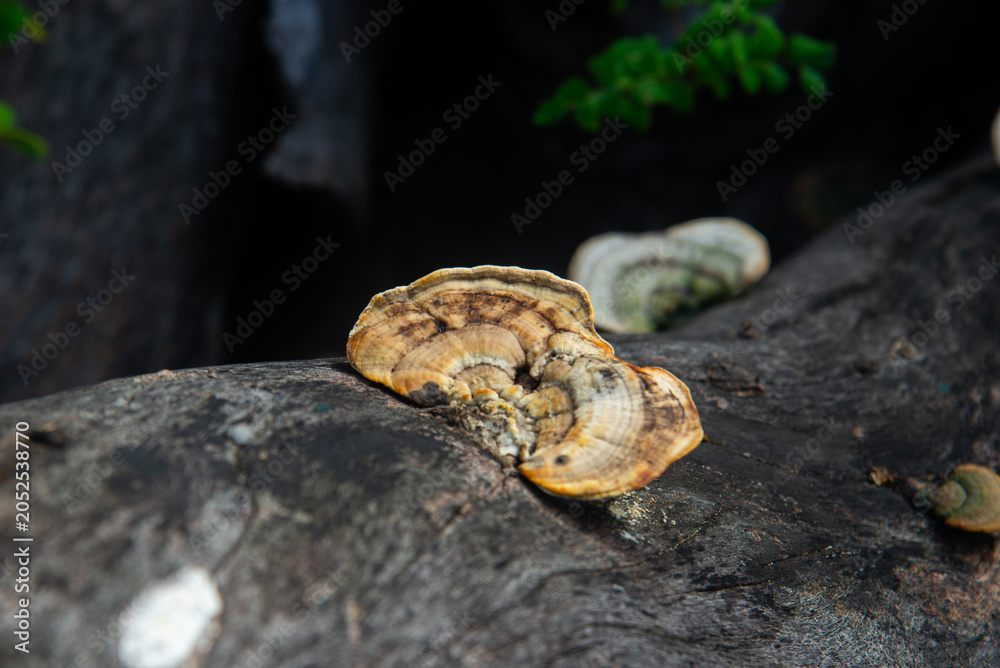 Obraz premium Close-up of reishi fungi on decaying wood in Vietnam, showing layered brackets, rough bark, and natural woodland detail.