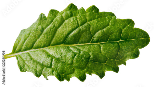 Bild auf Leinwand Green mint leaf with serrated edges and visible veins
