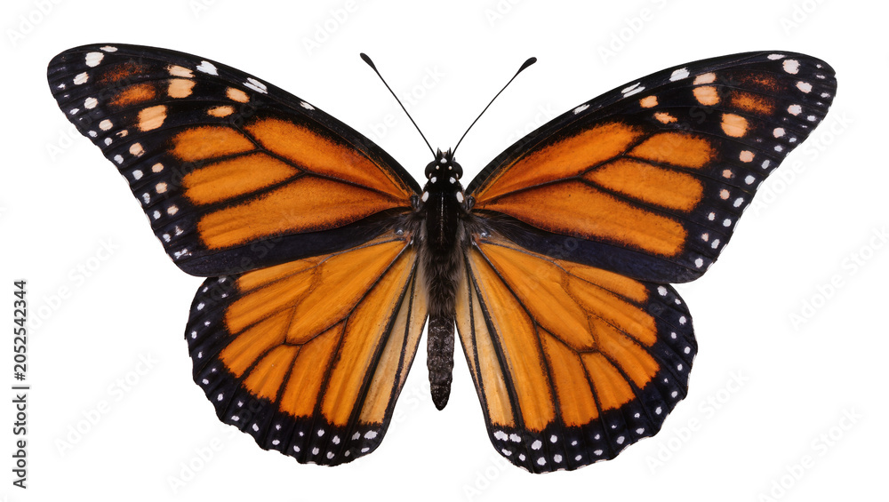 Obraz premium Monarch butterfly with orange black, and white wings
