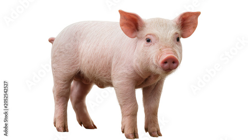 Canvastavla Pink piglet standing on white