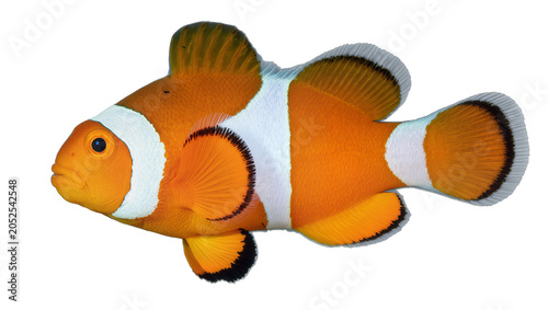 Фотография Orange clownfish with white stripes and black fin edges
