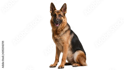Foto German Shepherd dog sitting attentively with open mouth