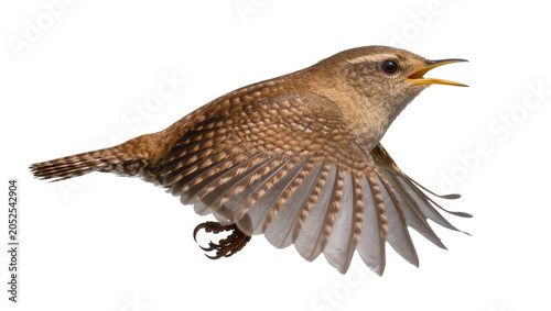 Fotografija Brown wren bird in flight with wings spread