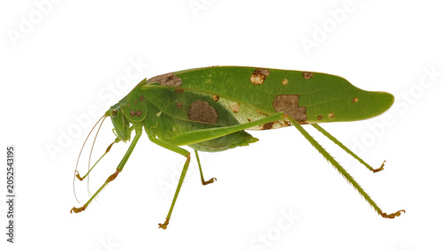Photos Green katydid insect with leaf-like wings and brown spots