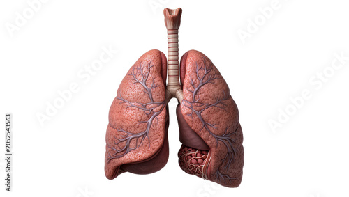 Bild auf Leinwand Human lungs and trachea anatomy, detailed view