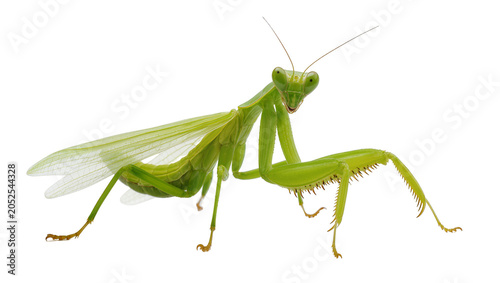 Foto Green praying mantis insect with wings and spiky legs