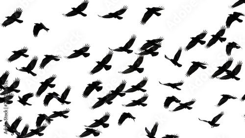 Принти на полотні Flock of black crows flying in formation