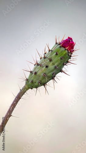 A vibrant cactus with a bright pink flower