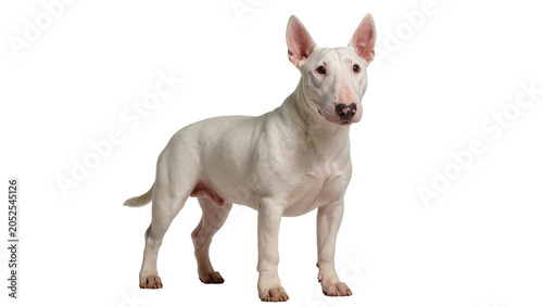 Obraz na plátně White Bull Terrier Dog Standing