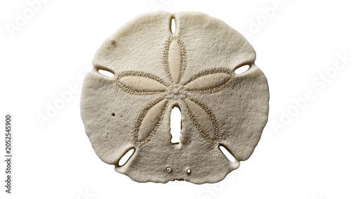 Photos Sand dollar skeleton with five petal pattern and holes