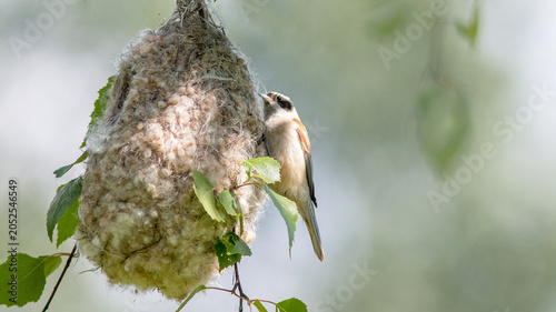 Foto great tit parus major