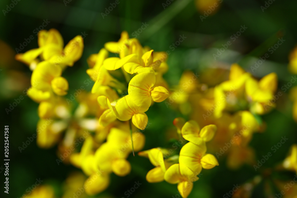 Obraz premium macro detail of Lotus corniculatus with clustered yellow florets and herbaceous meadow vegetation