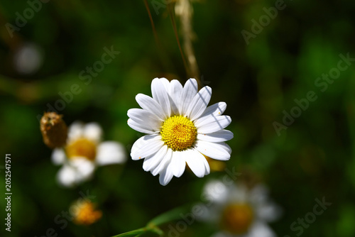 Tableau sur toile close‑up view of a white daisy with yellow disc floret in natural vegetation
