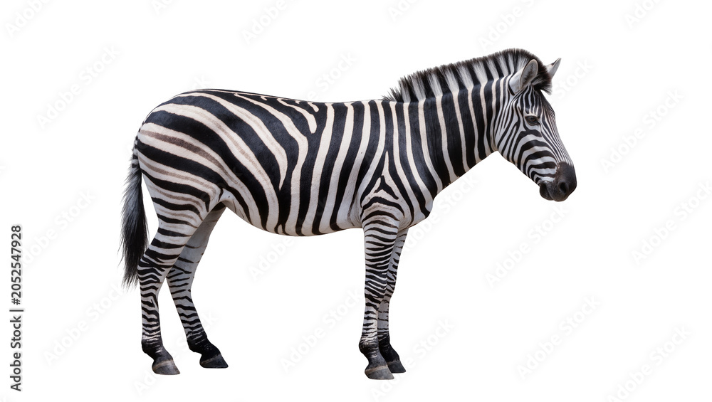Fototapeta premium Zebra standing profile view black and white stripes