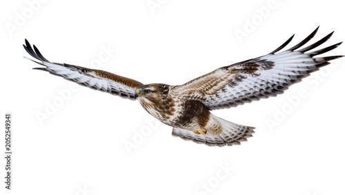 Obraz na plátně Buzzard bird in flight with wings spread wide