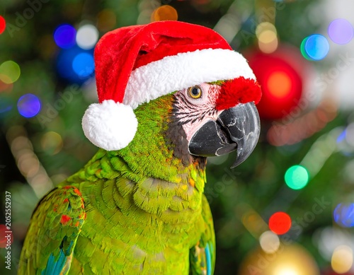 A green parrot wearing a Santa hat in front of a Christmas tree