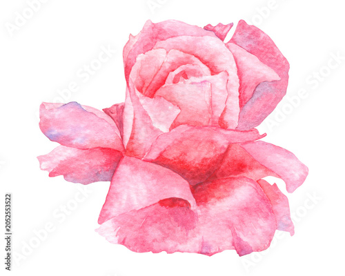 Elegant watercolor pink rose in full bloom isolated, hand painted botanical flower illustration for wedding stationery, feminine branding and romantic floral projects