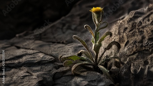 Wild plant growing from a dry crack in a rock with dramatic side lighting.
