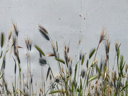 Wild Grass Stalks Against Textured Gray Background With Minimal Natural Composition