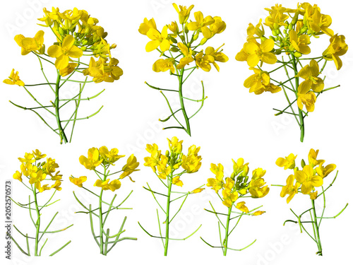Foto Set of rapeseed flowers isolated on white background