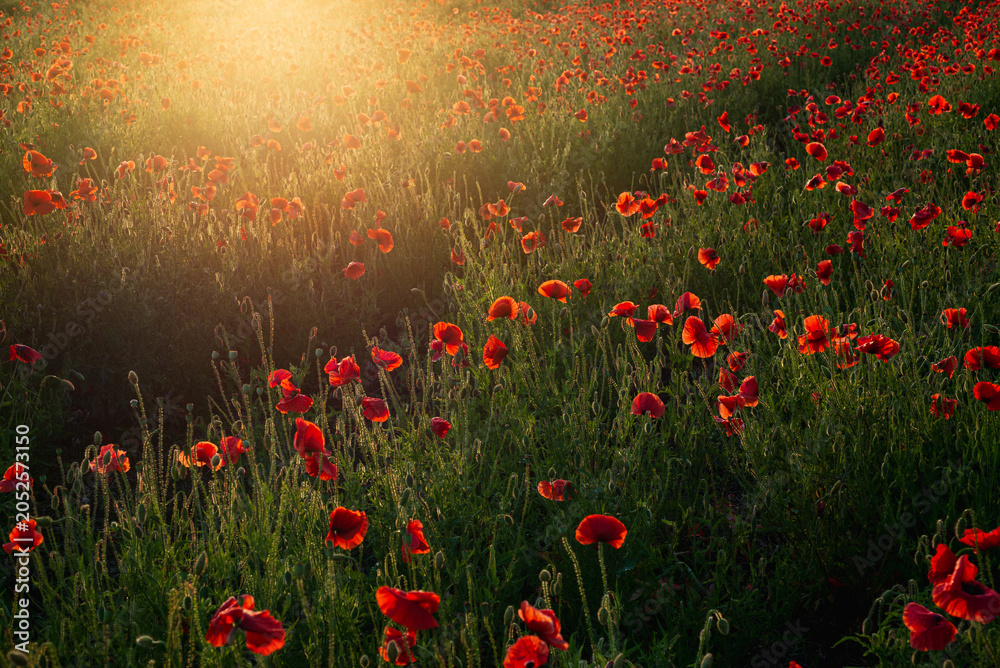 Obraz premium Vibrant red poppies blooming across meadow illuminated by warm sunset sunlight in summer countryside
