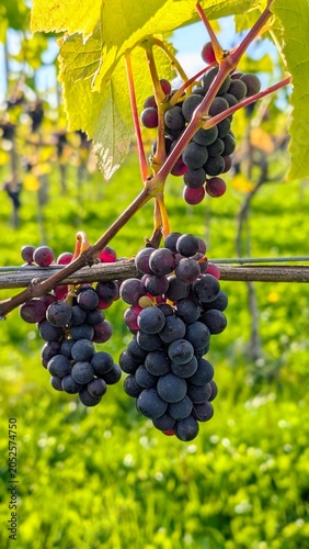 Bild auf Leinwand bunch of grapes on the vine at a vineyard in Wales