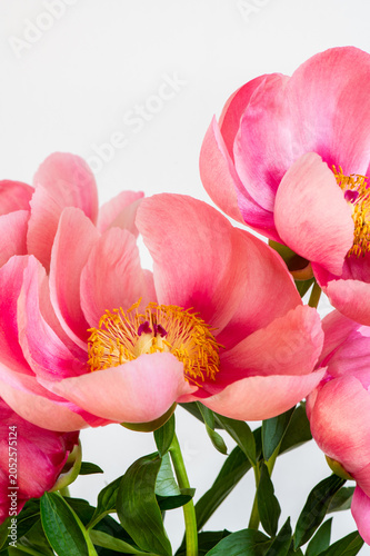 Amazing chinese pink peonies on light background. Card Concept, copy space for text