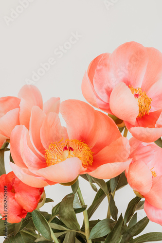 Amazing chinese pink peonies on light background. Card Concept, copy space for text