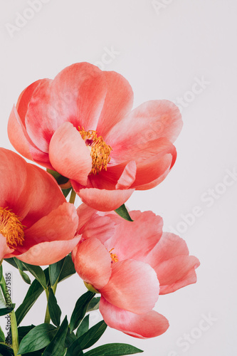 Amazing chinese pink peonies on light background. Card Concept, copy space for text