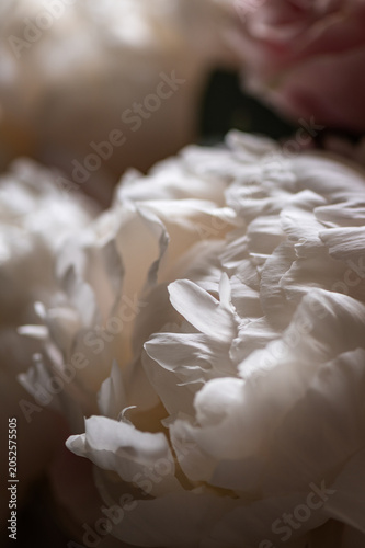 Macro shot of fresh bunch of peonies bouquet of different colors. Card Concept, gentle abstract floral background image, close up, shallow DoF
