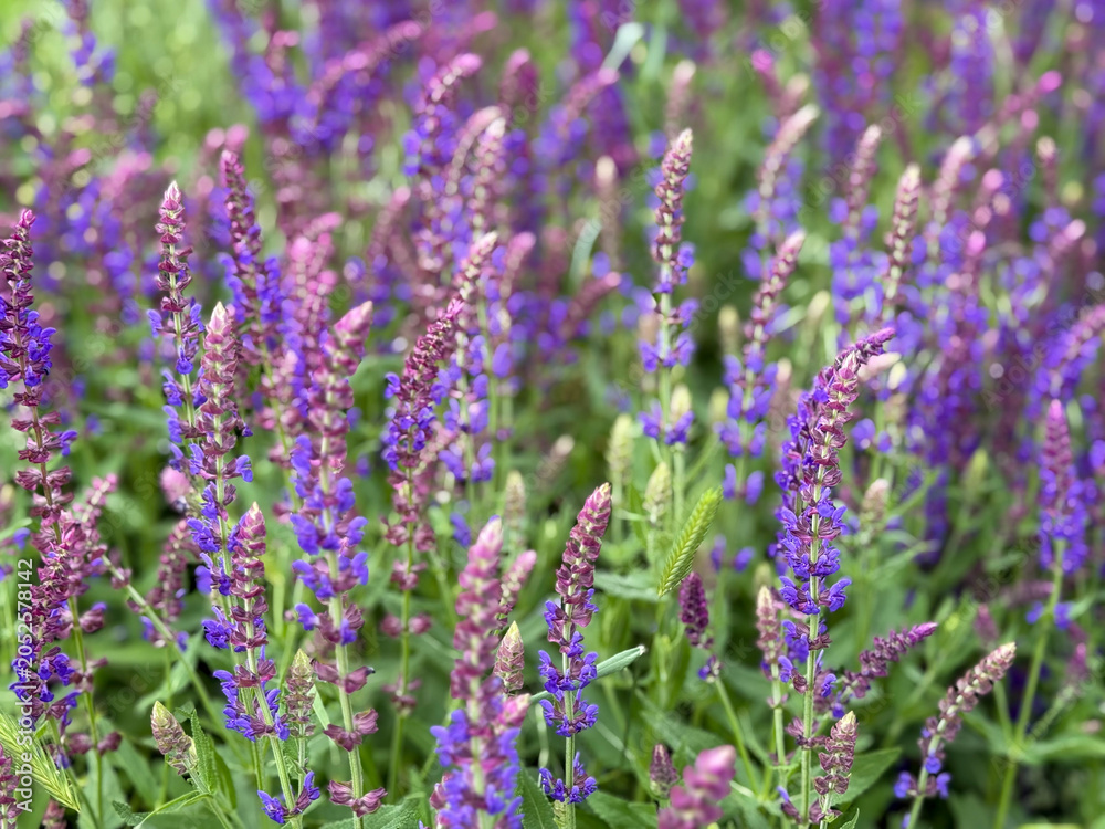 Fototapeta premium Beautiful blooming Salvia Nemorosa bee friendly purple blue Sage flowers close up, floral wallpaper background
