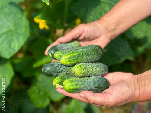 Fresh Organic Cucumbers Harvested by Hand in Greenhouse Garden close up