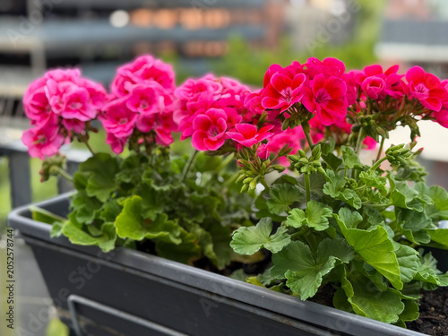 Obraz na plátně Blooming vibrant pink Geranium Pelargonium flowers in decorative flower pot hang
