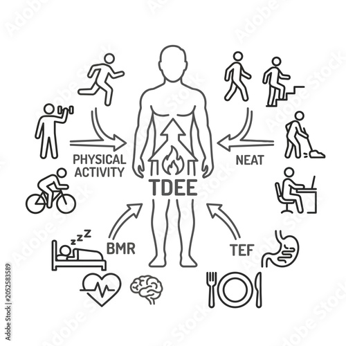 Human Body Total Daily Energy Expenditure.