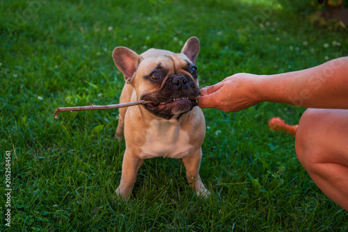 Obraz na płótnie Cute fawn French bulldog dog playing with a stick on green grass close up, pet owner holding a wooden branch, domestic puppy lifestyle, obedience training and animal care concept at summer