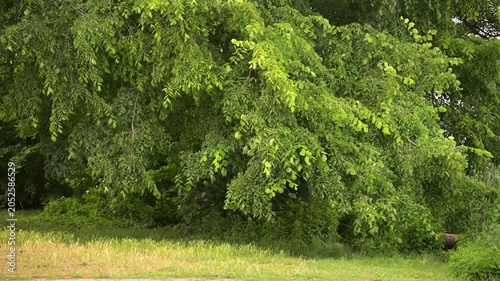 10-second static real-time video showing dense green tree foliage and natural vegetation in a peaceful outdoor park environment.