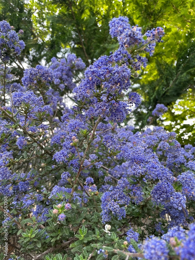 Fototapeta premium Blue flowering shrub in lush garden with spring blossoms