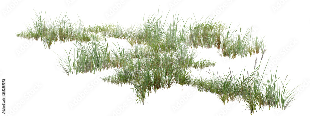 Fototapeta premium grass on white background/High-resolution isolated green grass clumps element. Realistic wild lawn blades cutout on transparent background, perfect for architectural rendering, landscape design